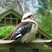 Laughing Kookaburra